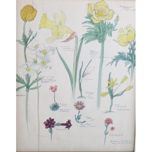 379 - Noel Rooke, 8 detailed botanical studies, watercolour on paper with annotations, mounted (8)