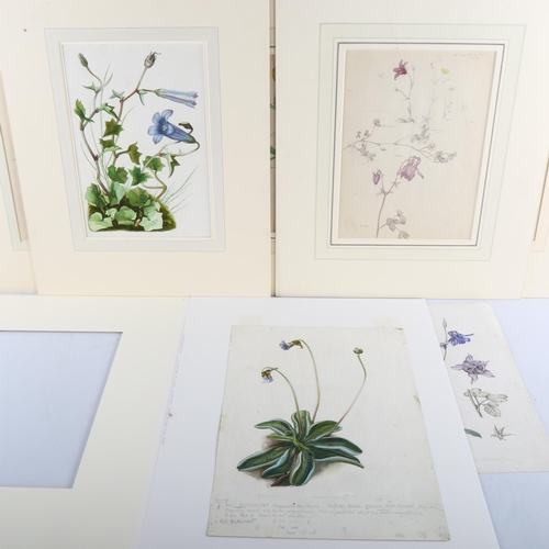 379 - Noel Rooke, 8 detailed botanical studies, watercolour on paper with annotations, mounted (8)