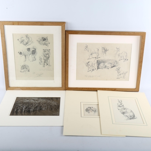 451 - Raymond Sheppard, 5 various animal studies, pencil/charcoal on paper, 2 framed + 3 mounted