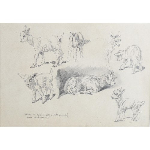 451 - Raymond Sheppard, 5 various animal studies, pencil/charcoal on paper, 2 framed + 3 mounted