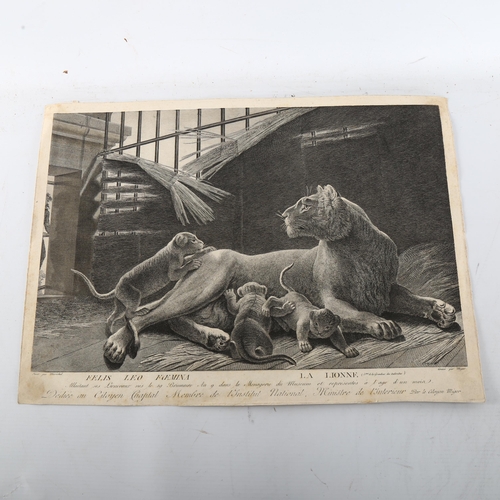 518 - Miger after Marechal, lioness and cubs, engraving, image 27cm x 40cm, unframed