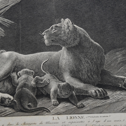 518 - Miger after Marechal, lioness and cubs, engraving, image 27cm x 40cm, unframed