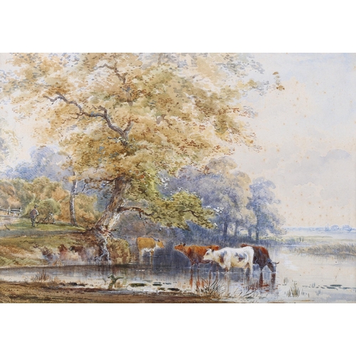 525 - 19th century English School, cattle wading in a river, watercolour, unsigned, 22cm x 32cm, framed