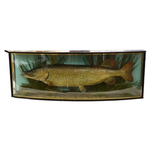 310 - Taxidermy: A Pike by J.Cooper and Sons, London, display mounted in bow front display case 