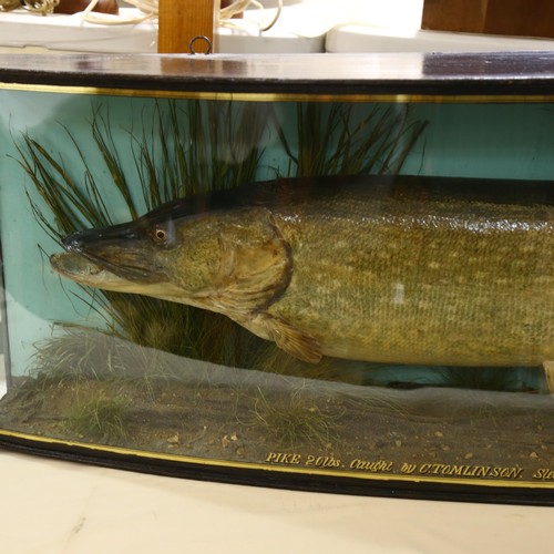 310 - Taxidermy: A Pike by J.Cooper and Sons, London, display mounted in bow front display case 