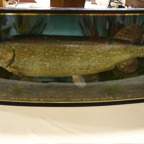 310 - Taxidermy: A Pike by J.Cooper and Sons, London, display mounted in bow front display case 