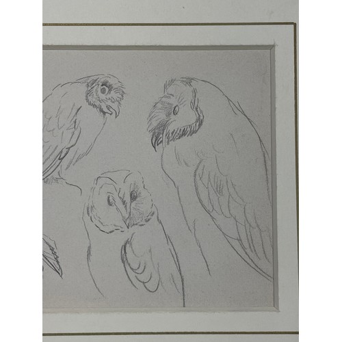 374 - 4 sheets of ornithological drawings, pencil and watercolour, by Randolph Caldecott, John Wadsworth, ... 