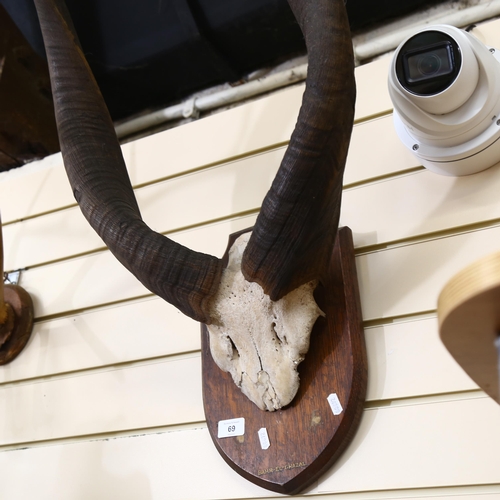 69 - TAXIDERMY - large pair of Sudanese antelope antlers, mounted on an oak shield, from Bahr-El-Ghazal, ... 