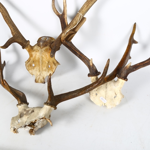 70 - TAXIDERMY - 3 pairs of unmounted antlers, largest pair approx 60cm