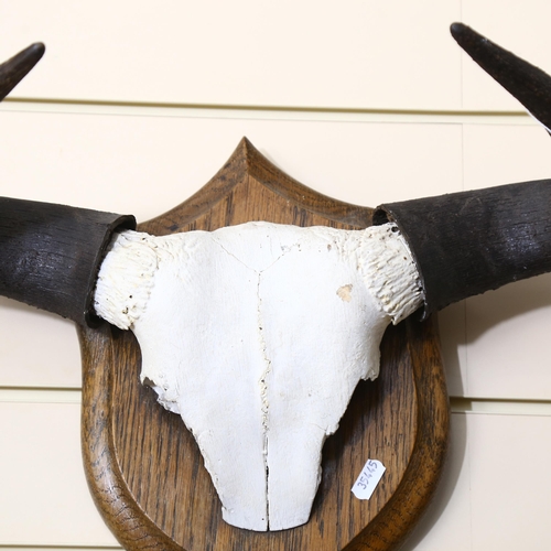 71 - TAXIDERMY - a bison skull and antlers, mounted on oak shield plaque, overall width 47cm