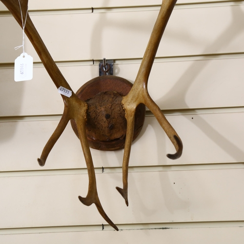 72 - TAXIDERMY - a pair of mounted antlers, width between the tips 26cm