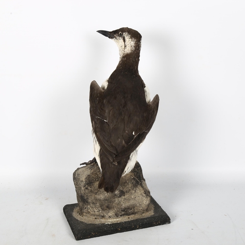 73 - TAXIDERMY - a study of a common murre, on naturalistic plinth, H40cm