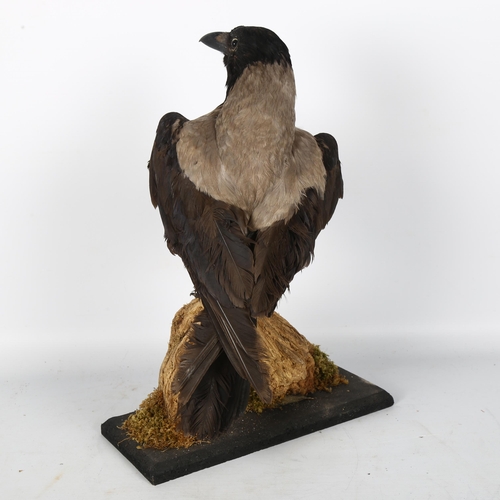 74 - TAXIDERY - a study of a hooded crow on naturalistic stand, H45cm