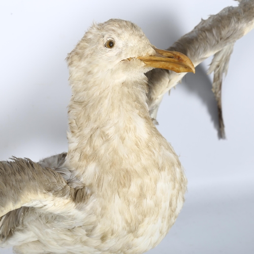 75 - TAXIDERMY - a study of seagull, H38cm