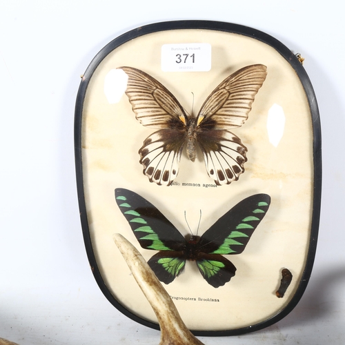 371 - An antler, framed mounted tropical butterflies