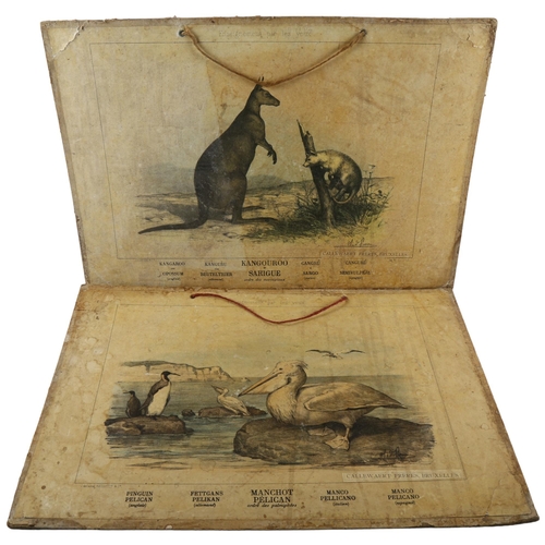 78 - 2 late 19th century school room prints by Callewaert Freres, Brussels, of a pelican and a kangaroo, ... 