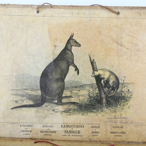 78 - 2 late 19th century school room prints by Callewaert Freres, Brussels, of a pelican and a kangaroo, ... 