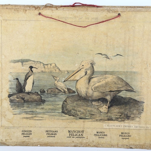 78 - 2 late 19th century school room prints by Callewaert Freres, Brussels, of a pelican and a kangaroo, ... 