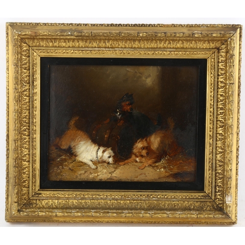 565 - George Armfield (1808 - 1893), Terriers ratting, oil on board, indistinctly signed, 13.5cm x 17cm, f... 