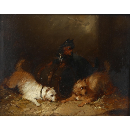 565 - George Armfield (1808 - 1893), Terriers ratting, oil on board, indistinctly signed, 13.5cm x 17cm, f... 