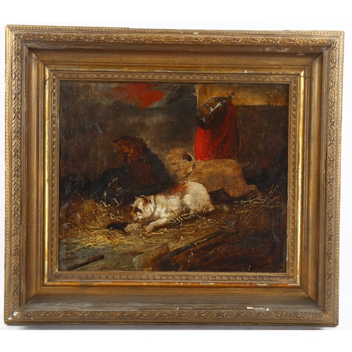 655 - Circle of George Armfield (1810 - 1893), 3 Terriers ratting, oil on canvas, bears signature, 24cm x ... 