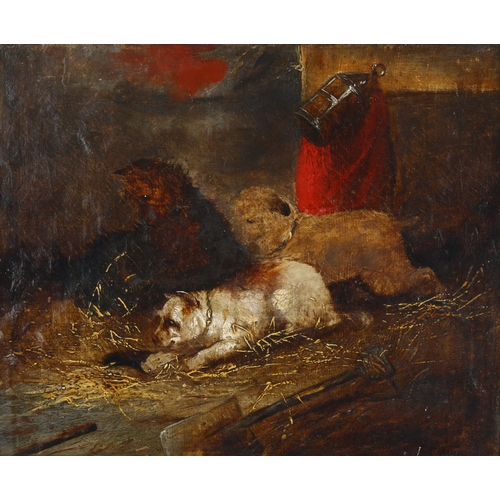 655 - Circle of George Armfield (1810 - 1893), 3 Terriers ratting, oil on canvas, bears signature, 24cm x ... 