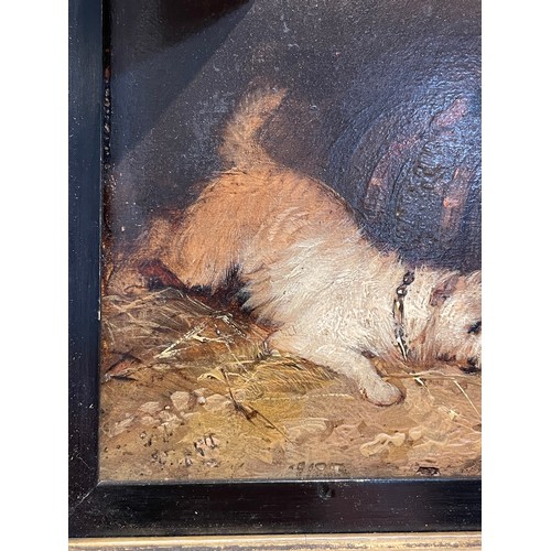 565 - George Armfield (1808 - 1893), Terriers ratting, oil on board, indistinctly signed, 13.5cm x 17cm, f... 