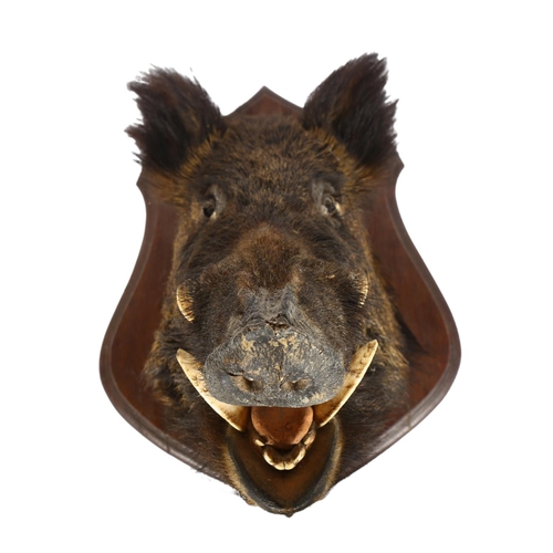 59 - TAXIDERMY - a boar's head mounted on a shield panel, H60cm, D55cm