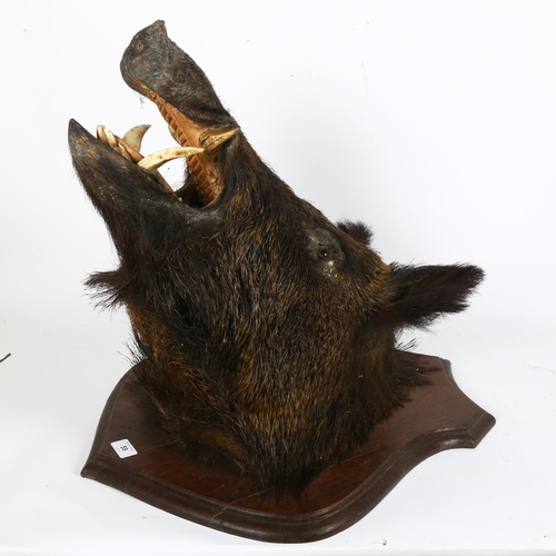 59 - TAXIDERMY - a boar's head mounted on a shield panel, H60cm, D55cm