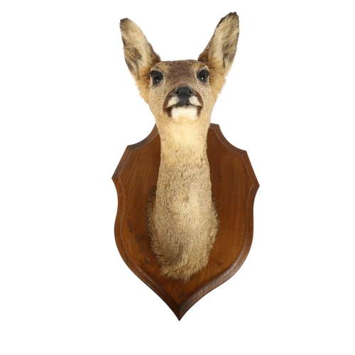 60 - TAXIDERMY - a small roe deer, mounted on an oak shield back, shield L30cm, overall D28cm