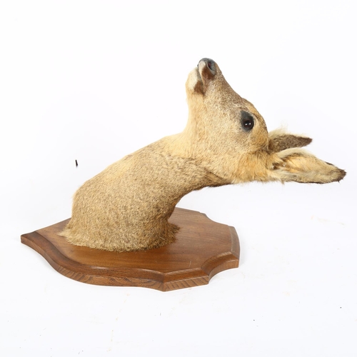 60 - TAXIDERMY - a small roe deer, mounted on an oak shield back, shield L30cm, overall D28cm