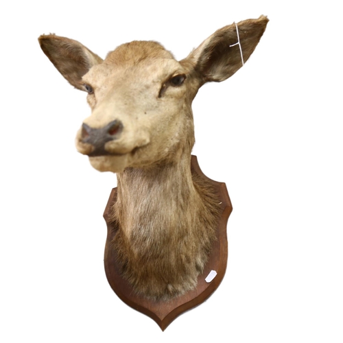 61 - TAXIDERMY - a deer's head mounted on oak shield (no antlers), shield L35cm, overall D50cm