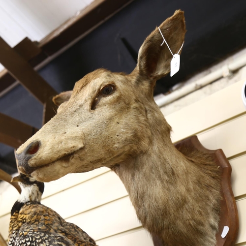 61 - TAXIDERMY - a deer's head mounted on oak shield (no antlers), shield L35cm, overall D50cm