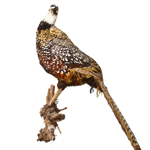 62 - TAXIDERMY - a white collar pheasant on naturalistic perch, tail length 130cm approx