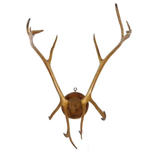 64 - TAXIDERMY - a pair of mounted antlers, width between the tips 26cm