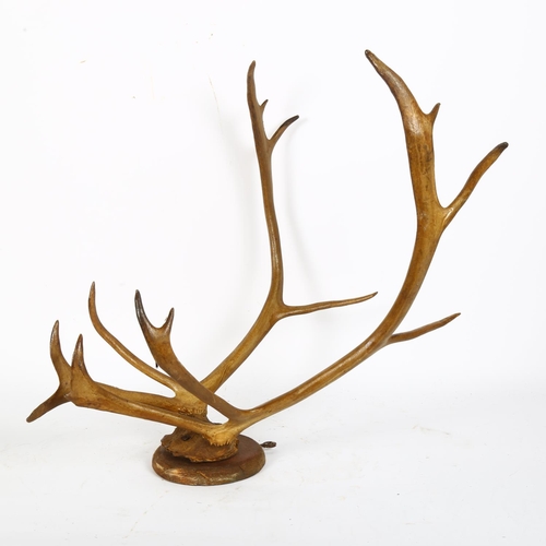 64 - TAXIDERMY - a pair of mounted antlers, width between the tips 26cm