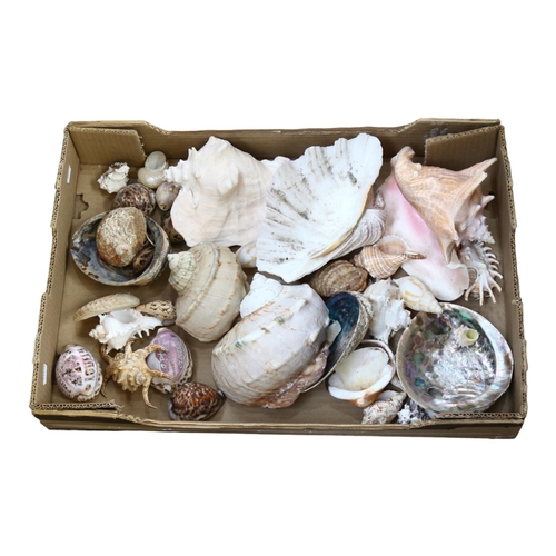 361 - A boxful of seashells