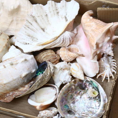 361 - A boxful of seashells