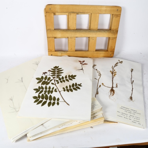 740 - A large collection of pressed leaves and flowers, and an album of botanical watercolours and sketche... 