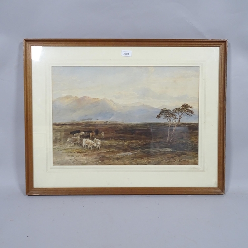 2901 - Edward Tucker, cattle in mountain landscape, watercolour, signed, 36cm x 52cm, framed