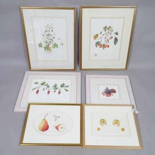 2842 - A group of pomology watercolours, including cape gooseberry by Anne Meade, and crap apple malus 