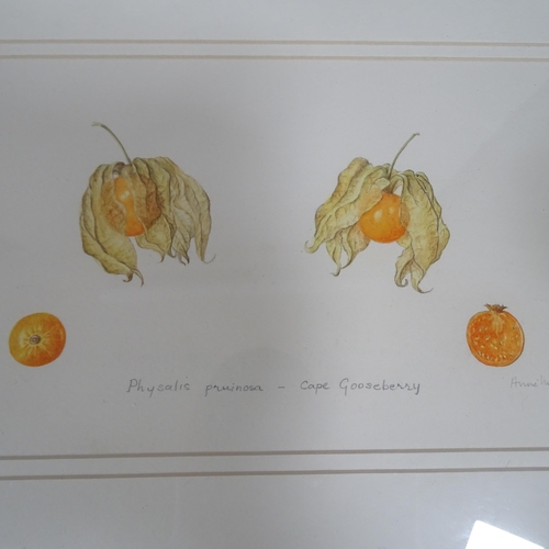 2842 - A group of pomology watercolours, including cape gooseberry by Anne Meade, and crap apple malus 