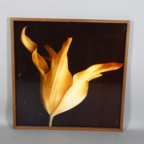 771 - Contemporary Dutch School, a large cibachrome photograph of a tulip, mounted on perspex, 79cm square... 