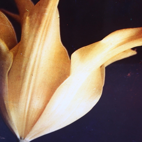 771 - Contemporary Dutch School, a large cibachrome photograph of a tulip, mounted on perspex, 79cm square... 