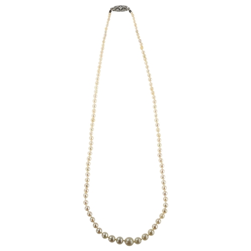 1151 - A graduated single-strand pearl necklace, with unmarked white metal diamond set clasp, pearls rangin... 