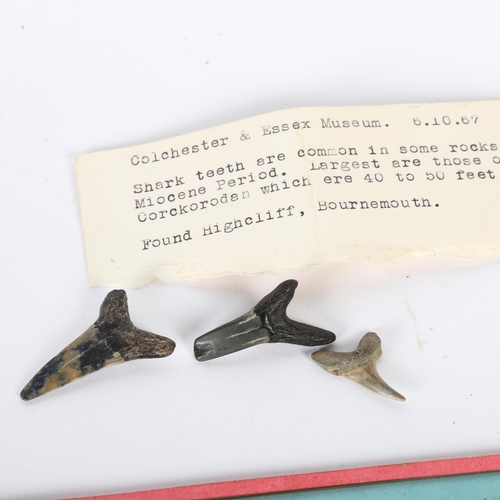 113 - A small gilded wall bracket, H11cm, 2 glass slides, and 3 shark's teeth found at Highcliff Bournemou... 