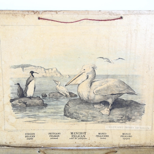 38 - 2 late 19th century school room prints by Callewaert Freres, Brussels, of a pelican and a kangaroo, ... 