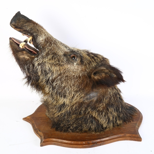 57 - TAXIDERMY - a boar's head mounted on an oak shield plaque, plaque length 60cm