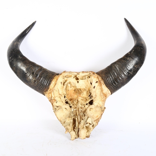 58 - TAXIDERMY - a pair of buffalo horns, unmounted, width between the tips 36cm