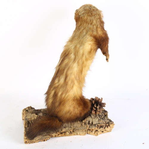 60 - TAXIDERMY - a ferret on naturalistic stand, H41cm